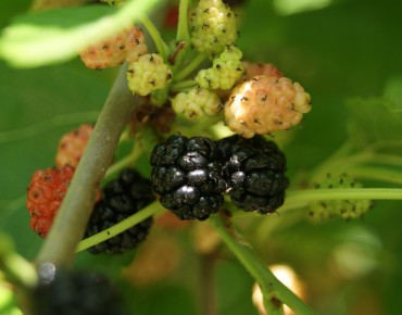 Mûrier noir