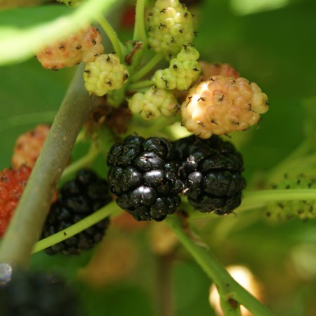 Mûrier noir