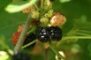 Mûrier noir