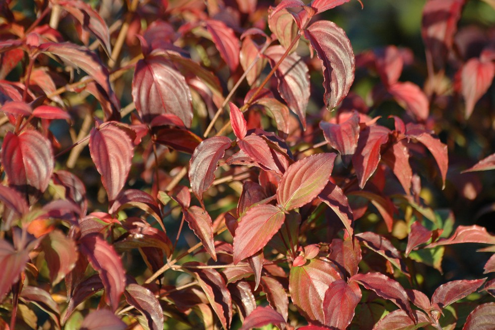 Flowering Japanese dogwood