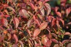 Flowering Japanese dogwood