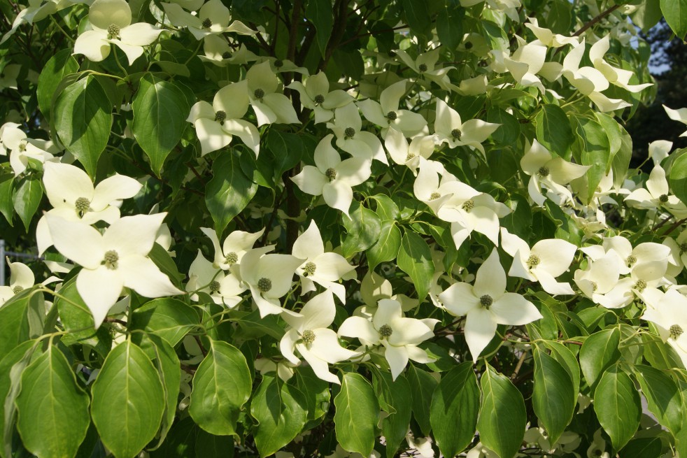 Flowering Japanese dogwood