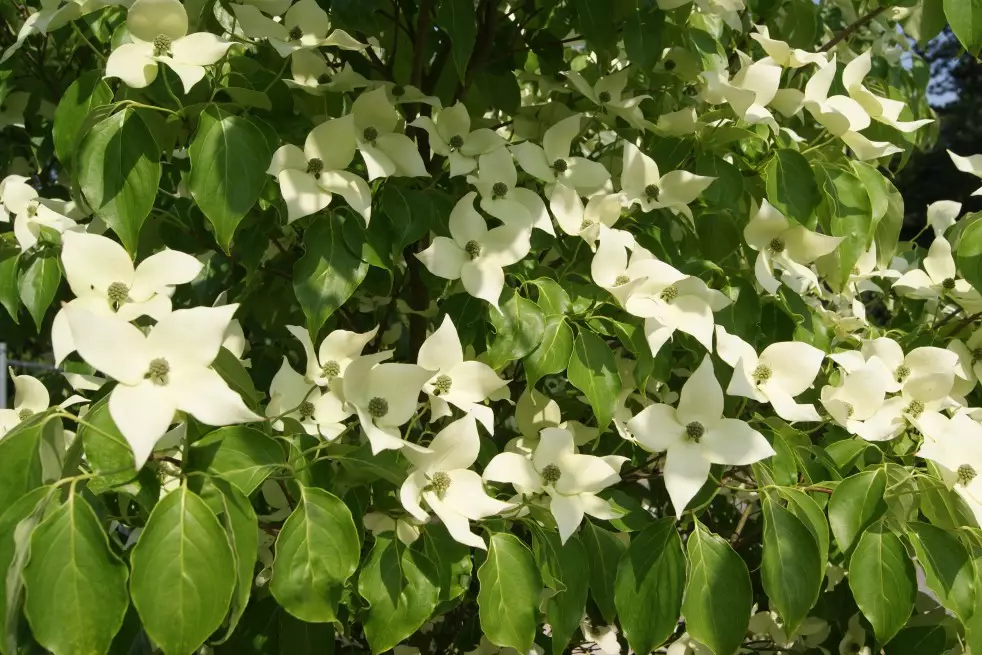 Flowering Japanese dogwood