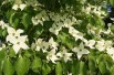 Flowering Japanese dogwood