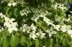 Flowering Japanese dogwood