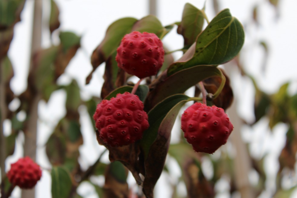 Flowering Japanese dogwood