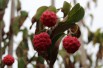 Flowering Japanese dogwood