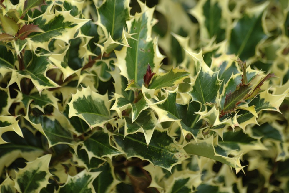 ILEX aquifolium 'Madame Briot' - Houx panaché - pépinières Lepage Bretagne  Bord de mer