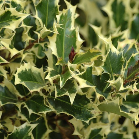 Houx panaché Madame Briot