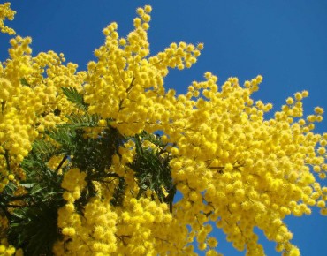 Mimosa