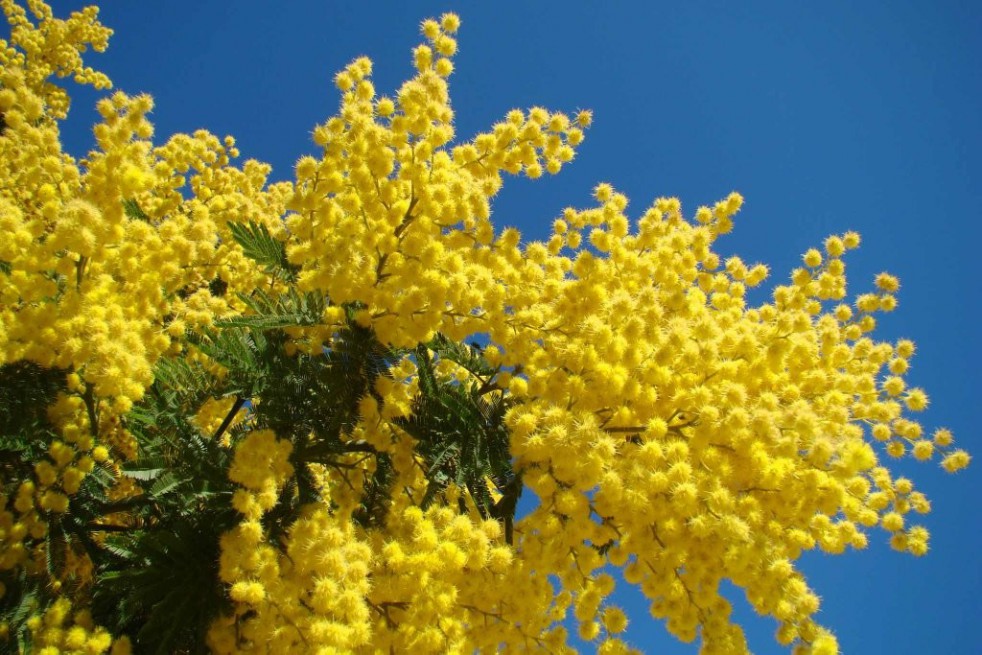 Silver wattle