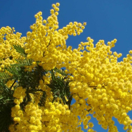 Mimosa