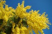 Silver wattle