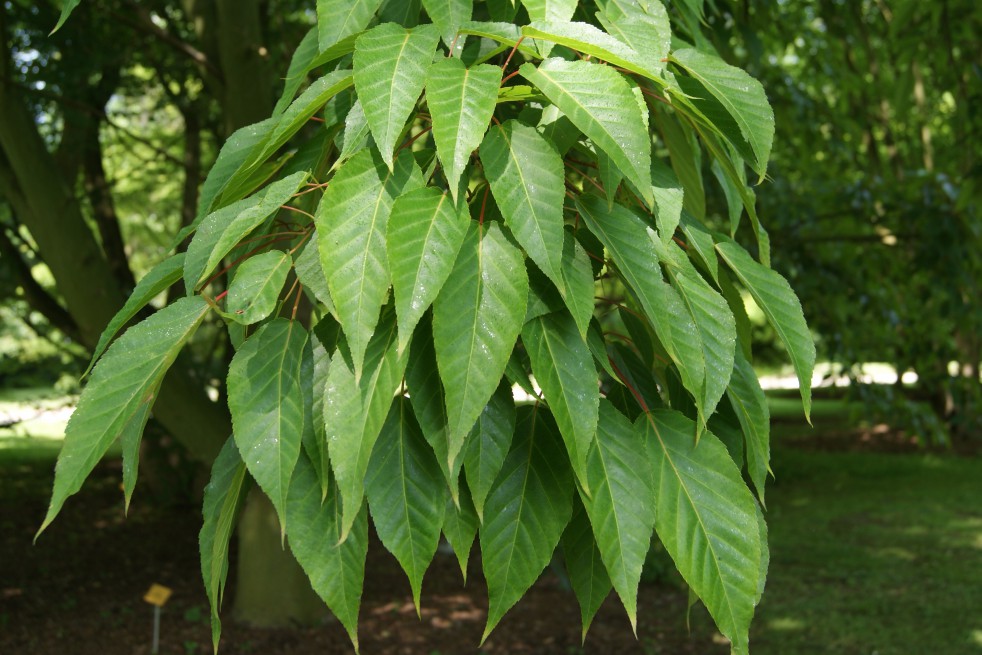 Davids esdoorn Davids esdoorn