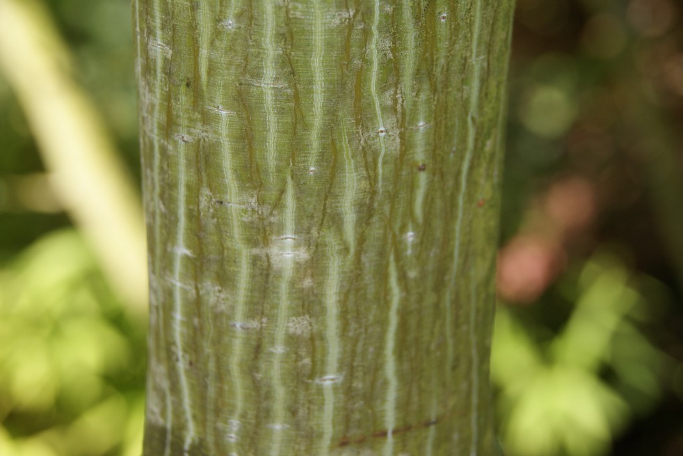 Érable du Père David Érable du Père David