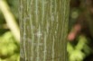 Père David's maple