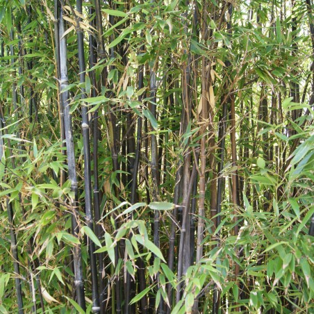 Bambou noir