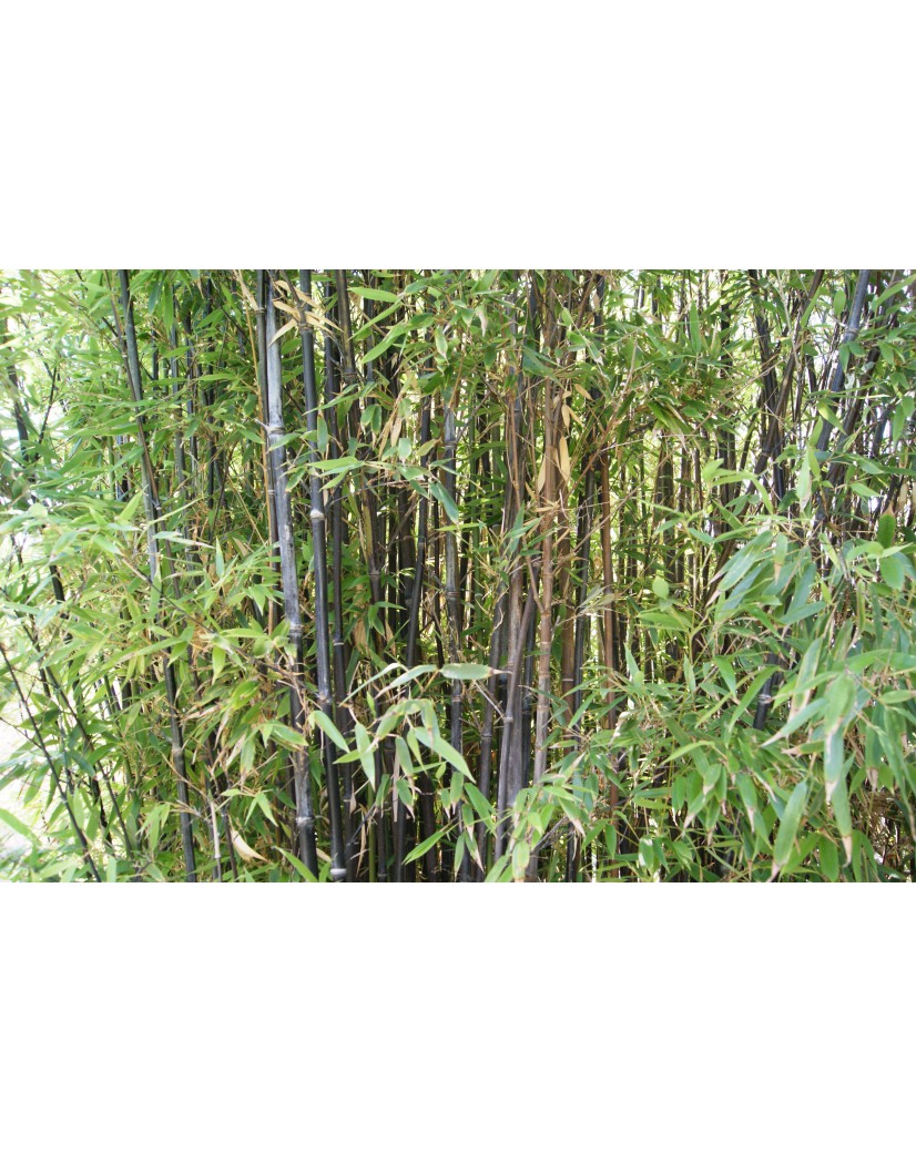 Schwarzer Bambus - Phyllostachys nigra