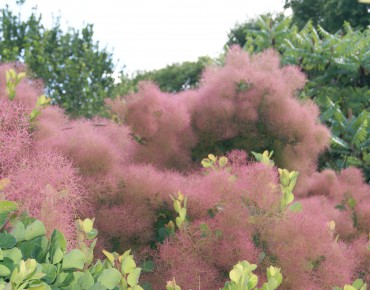 Smoke tree