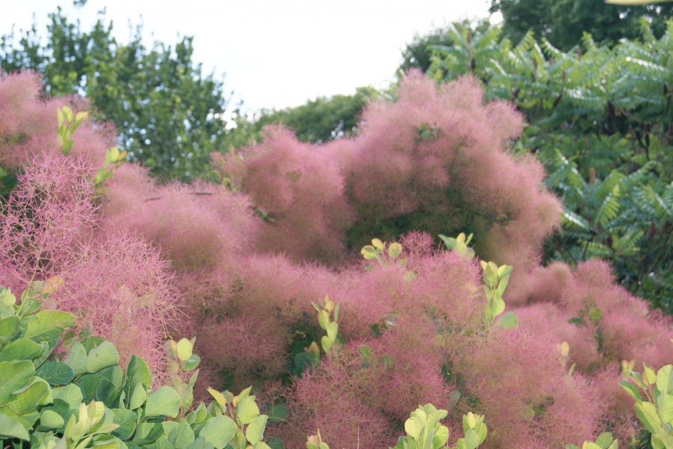 Smoke tree