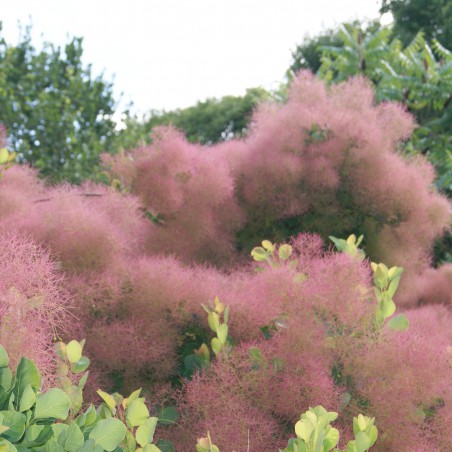 Smoke tree