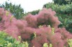 Smoke tree