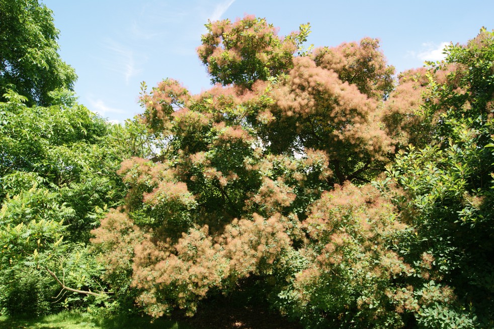 Smoke tree