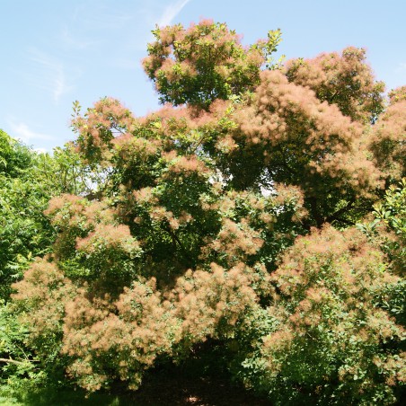 Smoke tree