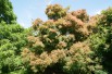 Smoke tree