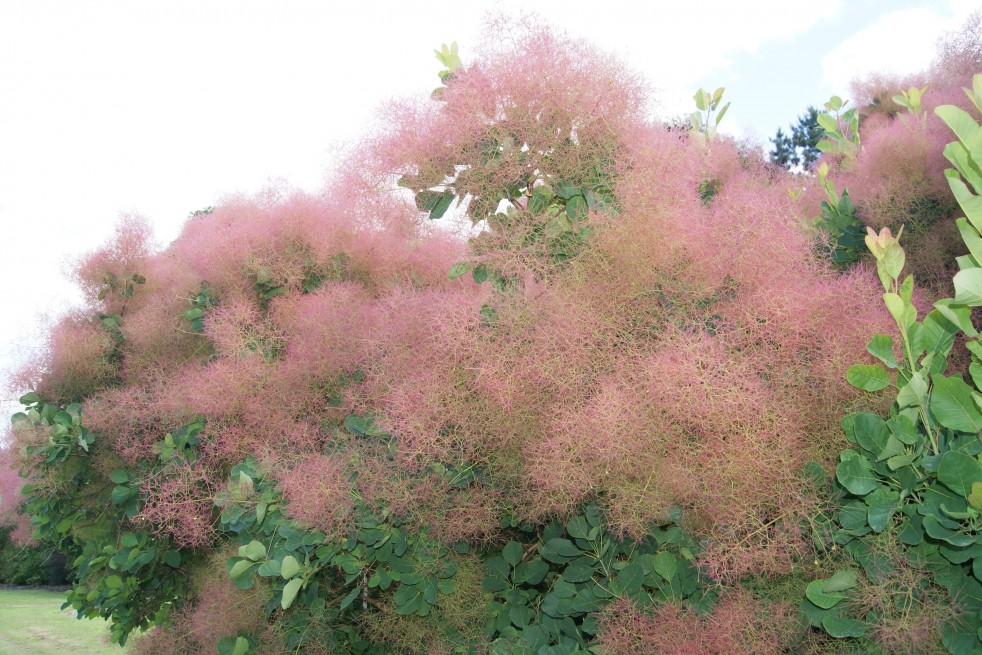 Smoke tree