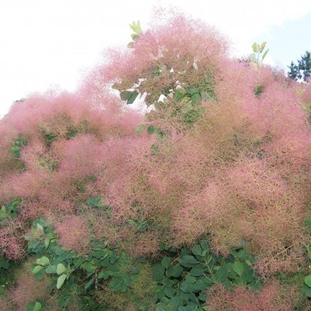 Smoke tree