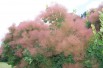 Smoke tree