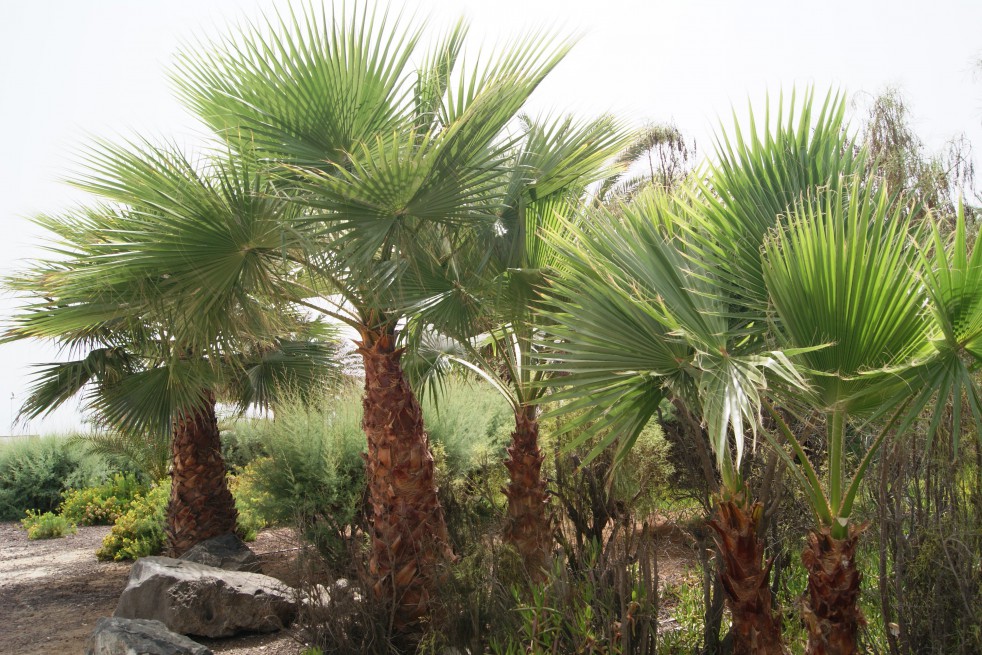 Palmier de Californie