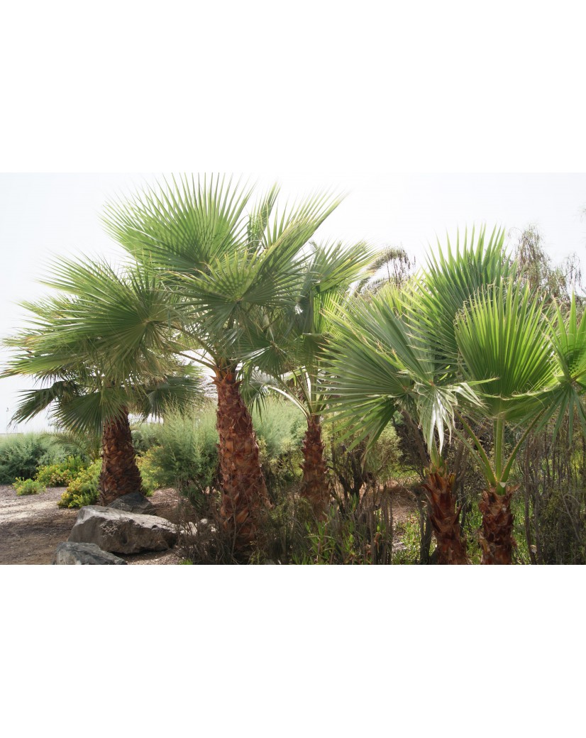 Washingtonia Filifera - California palm