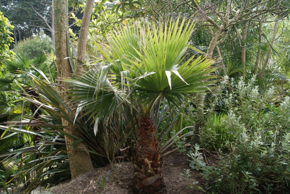 Palmier de Californie
