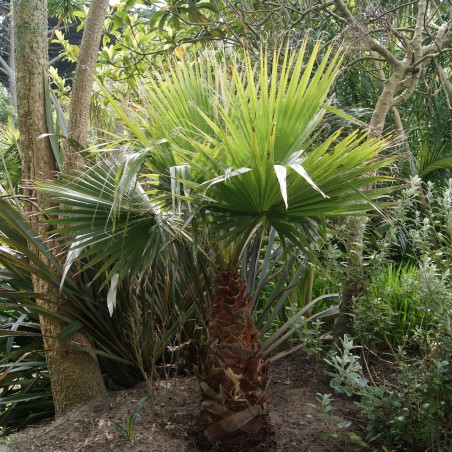 Palmier de Californie