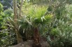 California palm