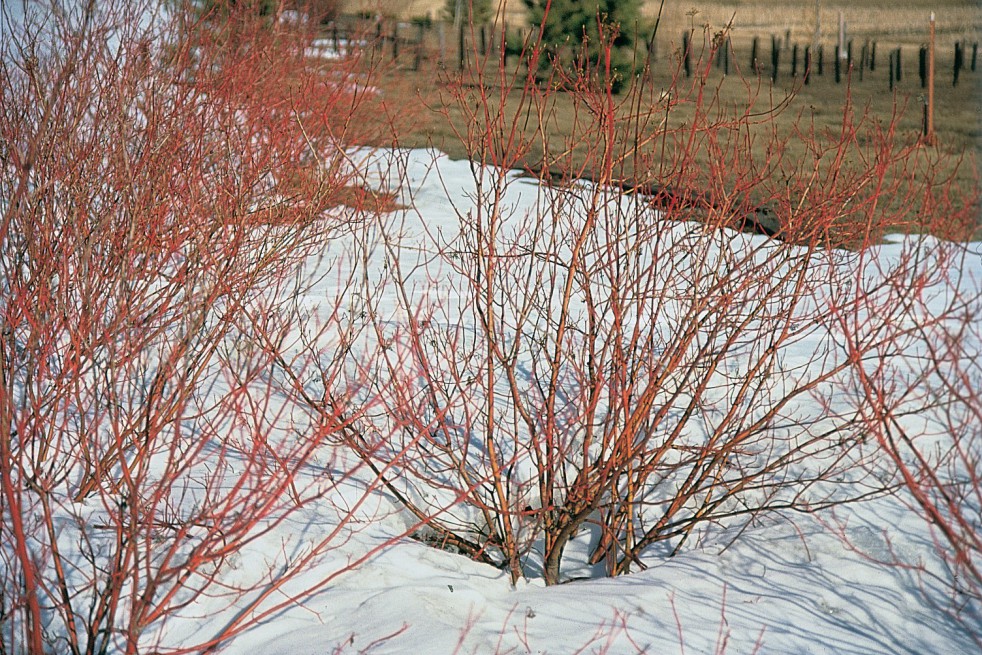 Common dogwood