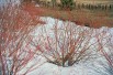 Common dogwood