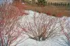 Common dogwood