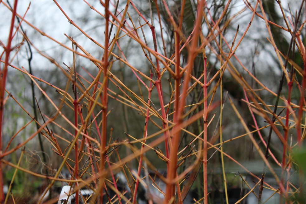 Common dogwood  winter beauty