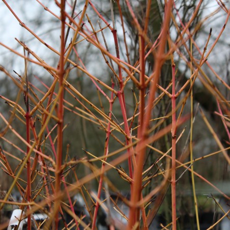 Cornouiller sanguin winter beauty