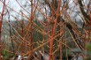 Common dogwood  winter beauty