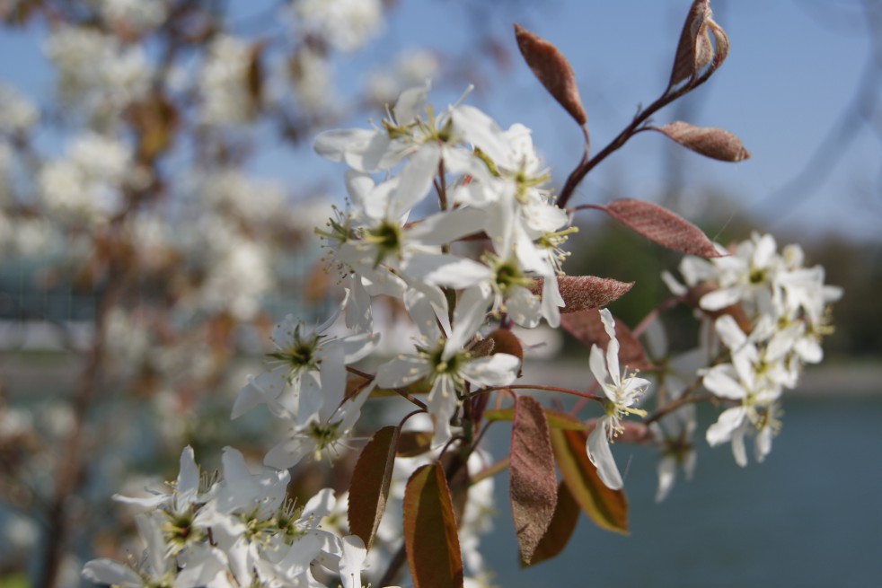 Amélanchier de Lamarck Amélanchier de Lamarck