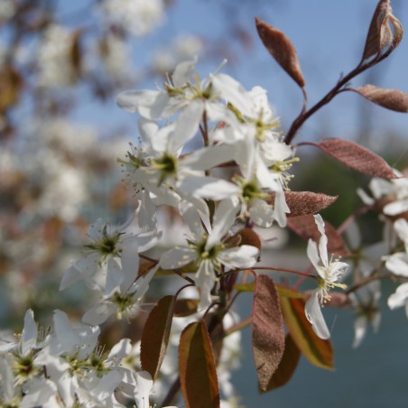 Amélanchier de Lamarck