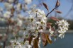 American Serviceberry