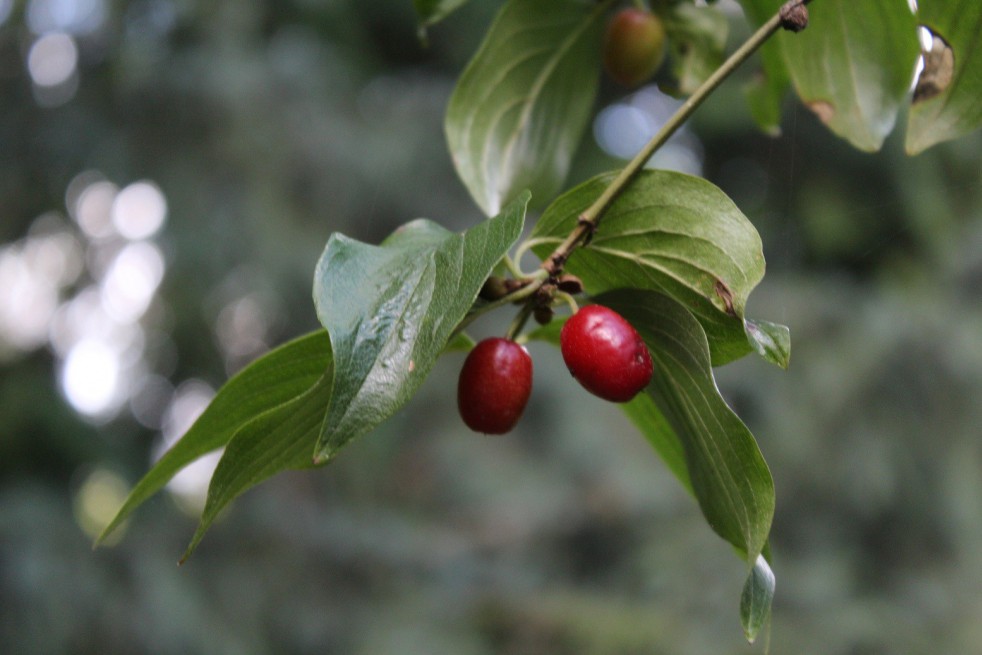 Cornouiller officinal Cornouiller officinal