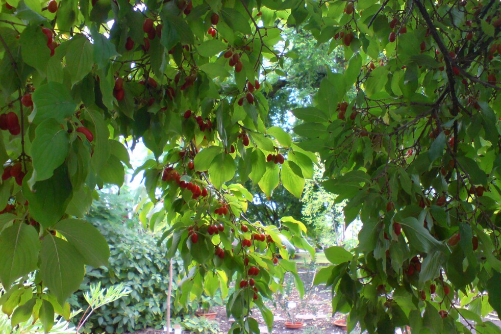 Japanese cornel Japanese cornel