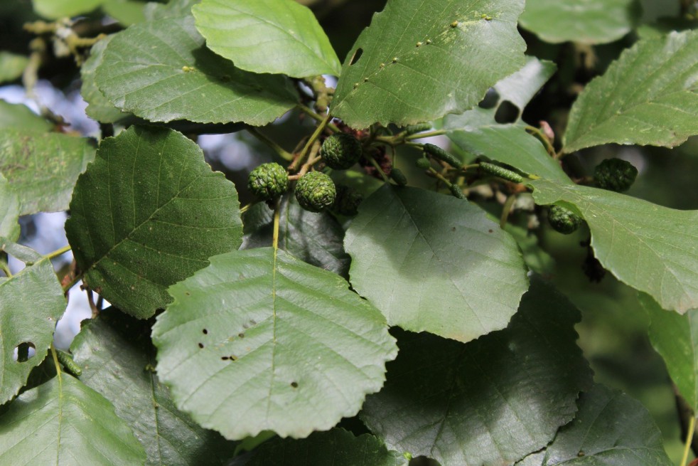 Zwarte Els -Alnus Glutinosa (Boland F.) Zwarte Els -Alnus Glutinosa (Boland F.)