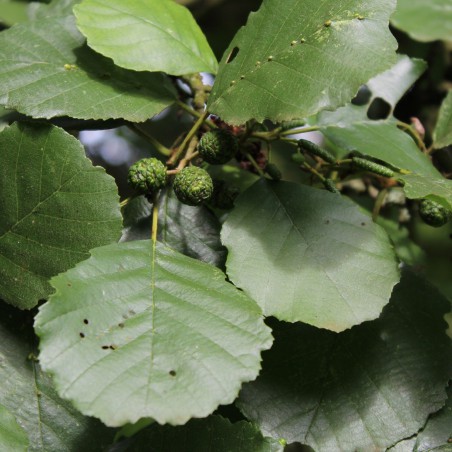 Alnus Glutinosa (Boland F.)